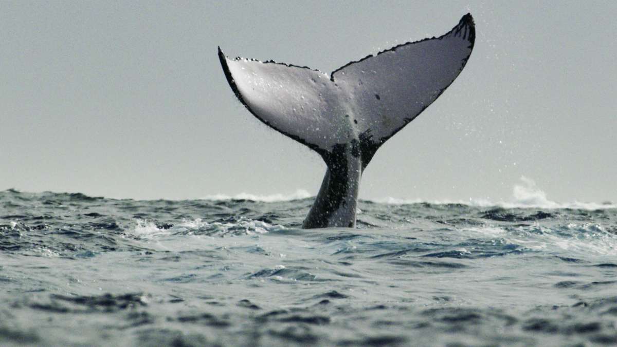  Bild- und klangmächtig kommt die Dokuserie „Die geheimnisvolle Welt der Wale“ verschiedenen Arten von Meeressäugern nahe – und entdeckt sehr individuelle Kulturen. 