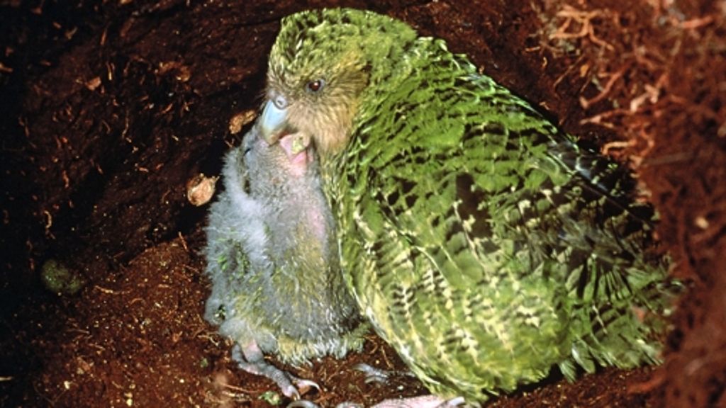 Biologie: Papagei schlüpft aus kaputtem Ei