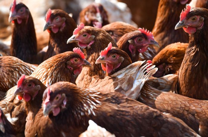 Hühnerstall abgebrannt –  Mehr als 300 Tiere gerettet