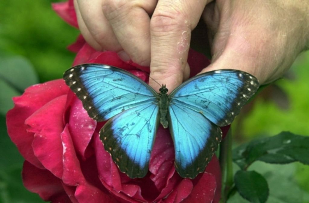 Schmetterlinge: Die Flügel eines Schmetterlings bestehen aus Schuppen, die wie Dachziegel übereinander liegen. In diese Schuppen sind bei den meisten Arten farbige Pigmente eingelagert. Es gibt jedoch noch einen anderen Weg für Schmetterlinge, bunt zu werden. Der südamerikanische Morpho ist leuchtend Blau, dabei sind seine Schuppen farblos. Sie sind mit Rillen durchzogen. Diese Struktur verschluckt alle Farben im Sonnenlicht, bis auf das blaue Licht, das zurückgeworfen wird.