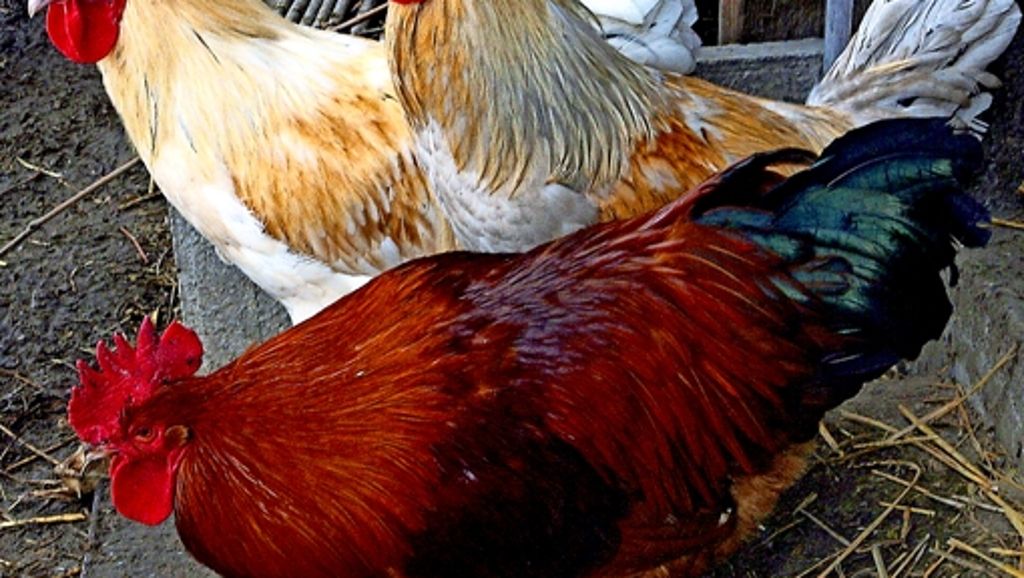 Landwirtschaft: In China wurden schon früh Hühner gezüchtet