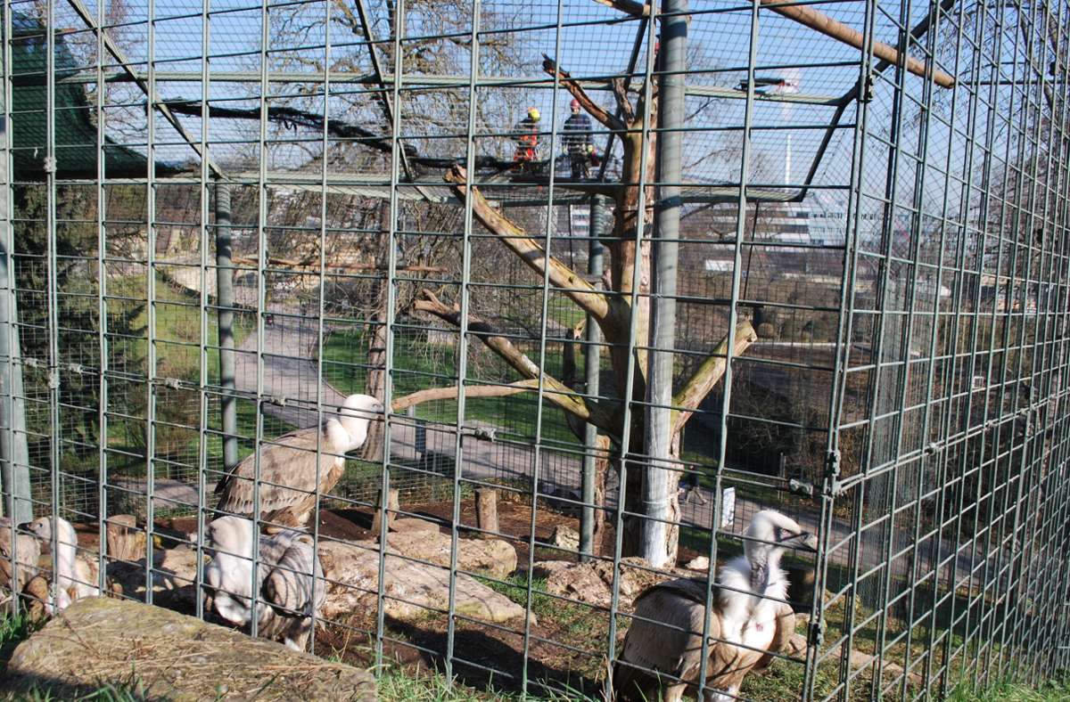 Während das feinmaschige Netz gespannt wird, das zum Schutz vor der Vogelgrippe dient, verziehen die Geier sich ans andere Ende der Voliere.