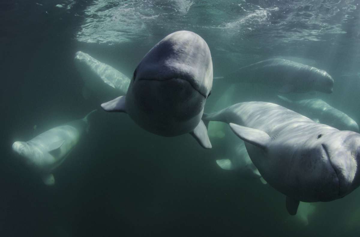 „Die geheimnisvolle Welt der Wale: Belugas