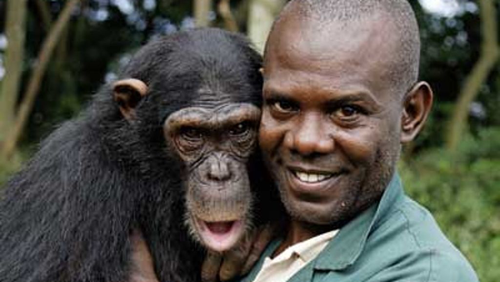 Uganda: Gib dem Affen Liebe