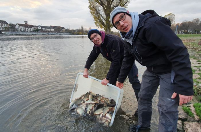 Immer weniger heimische Fische im Neckar