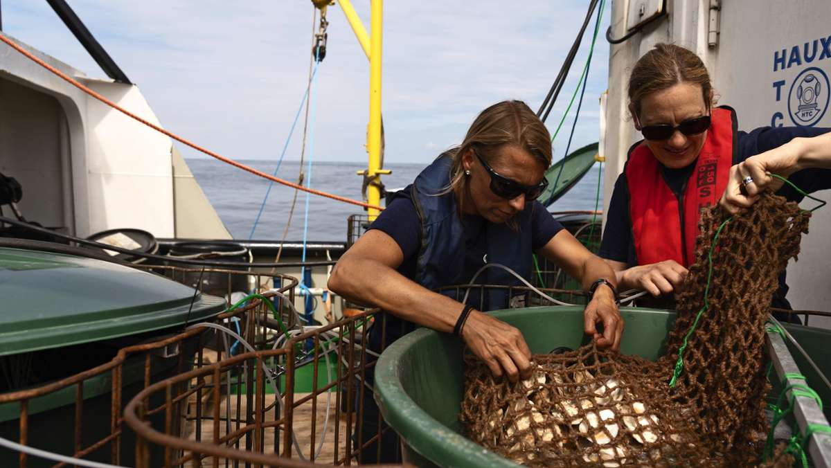  Die Europäische Auster ist ein frühes Opfer der Überfischung. Deutsche Forscher wollen sie in die Nordsee zurückholen. Sie brauchen Geduld und den richtigen Ort. 