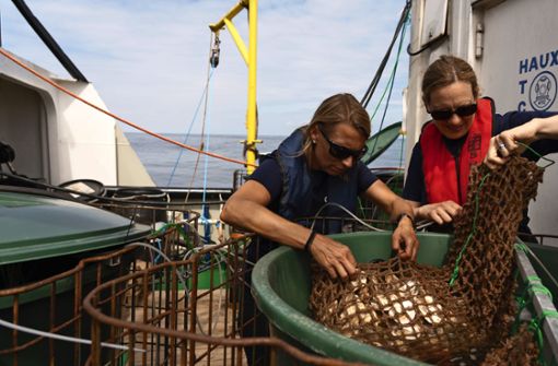 Die Forscherinnen Bernadette Pogoda und Tanja Hausen bereiten die auf Austernschalen angesiedelten Austern  in Jutenetzen  zum Aussetzen im Wasser vor. Foto: Kubikfoto