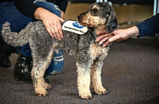 Therapiehund Milo ist bei den Patienten beliebt. Foto: Lichtgut/Leif Piechowski