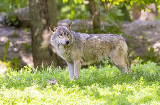 Ein Wolf hat im Schwarzwald Schafe und Ziegen gerissen (Symbolbild). Foto: imago images / Arnulf Hettrich/Arnulf Hettrich