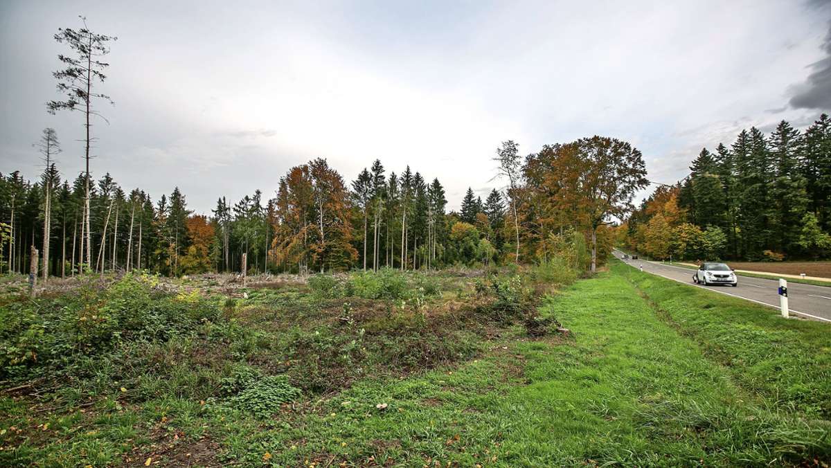  Der Rat der Gemeinde Baltmannsweiler hat sich für ein Forschungsprojekt ausgesprochen, das den Wald von morgen untersuchen soll. Dafür arbeitet der Gemeindewald mit der FVA Freiburg zusammen. 