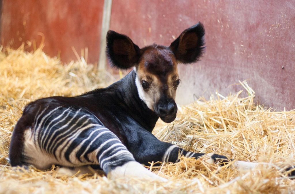 Das kleine Okapi-Junge starb bei einer Operation kurz nach seiner Geburt. Das machte viele Tierliebhaber traurig.