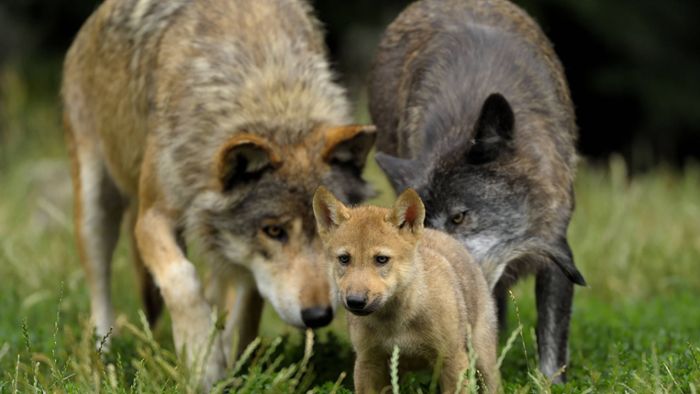 Toter Wolfswelpe: Wolfsrudel am Schluchsee hat gute Chancen, sich  wieder zu erholen