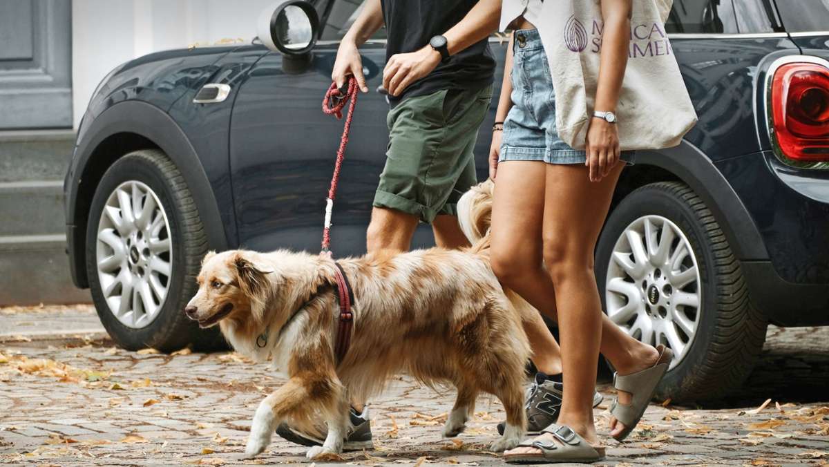 Hunde: Warum Gassirunden  für Sicherheit sorgen