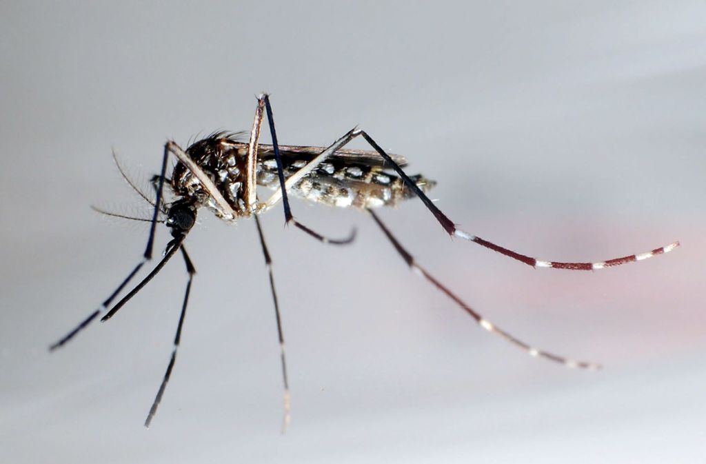 9. Dengue-Fieber: Dengue-Infektionen sind weltweit auf dem Vormarsch. Schätzungsweise 40 Prozent der Weltbevölkerung leben Gebieten, in denen die Krankheit von tagaktiven Mücken übertragen wird. Fast 400 Millionen Menschen infizieren sich jedes Jahr mit den Viren.