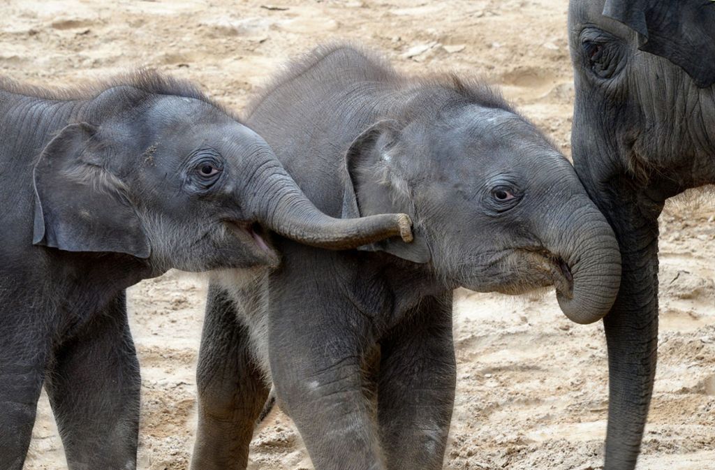 Im April soll ein weiteres Elefanten-Baby zu Yumi, Mäuschen und Kleine dazu kommen.