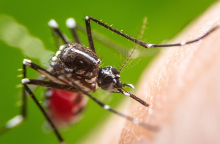 Was hilft gegen Mücken - 10 wirkungsvolle Mittel