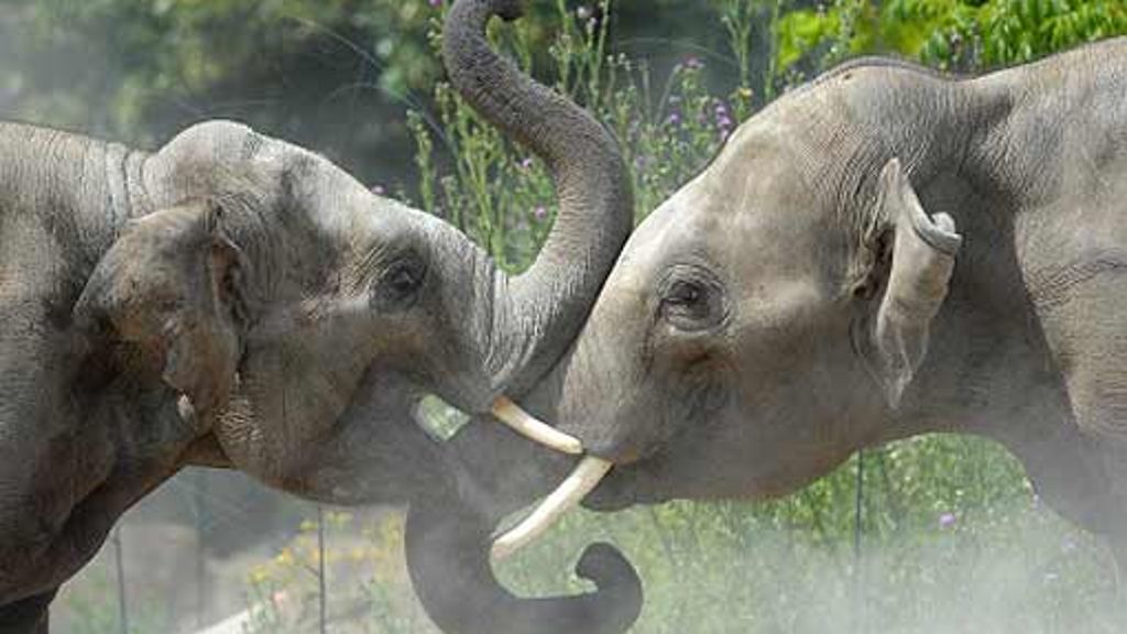 Elefanten-WG im Heidelberger Zoo: Schau her, wie schön sie marschieren!