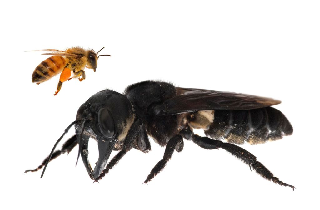 Die Wallace-Riesenbiene gehört zu den gefährdeten Tierarten. In Indonesien sind Forscher zum ersten Mal seit 1981 wieder auf ein Exemplar gestoßen. Das schwarze Insekt ist viermal so groß wie eine Honigbiene.