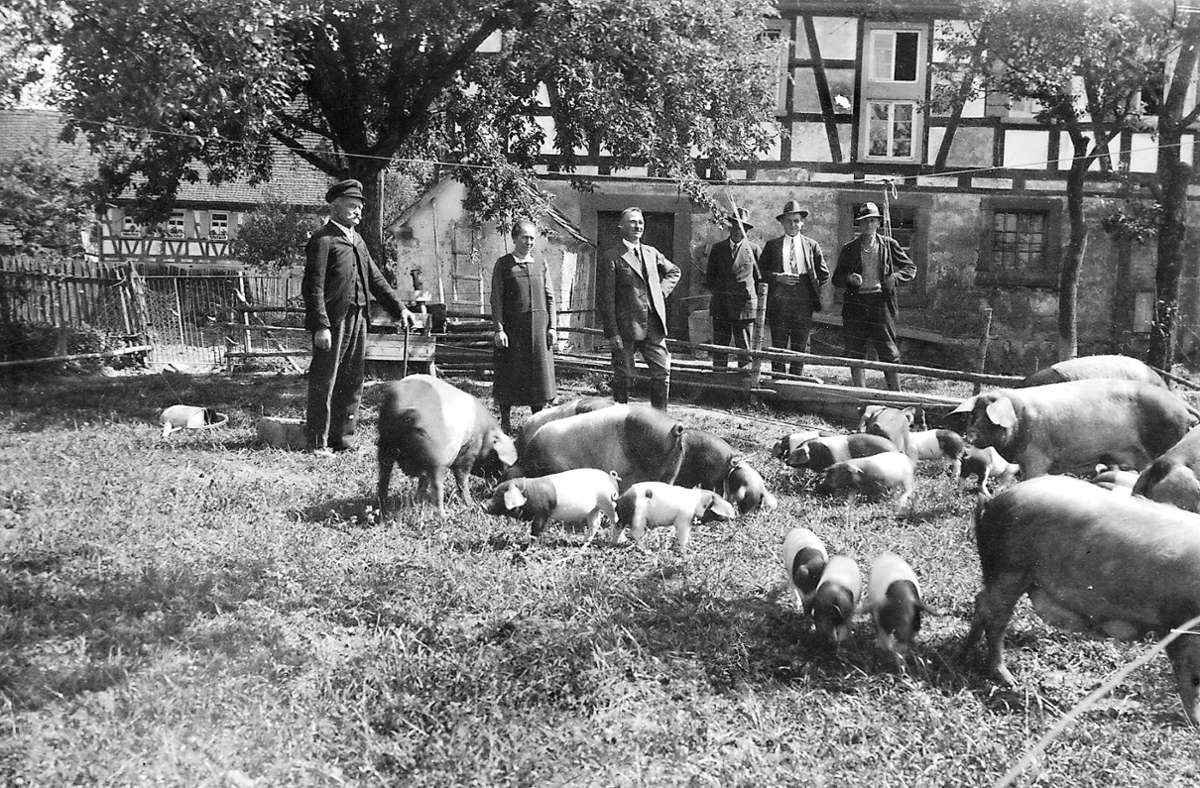 In der Stadt Hall war man stolz auf die blühende Schweinezucht. Im Jahre 1925 wurde erstmals eine Züchtervereinigung für das Schwäbisch-Hällische Landschwein gegründet.