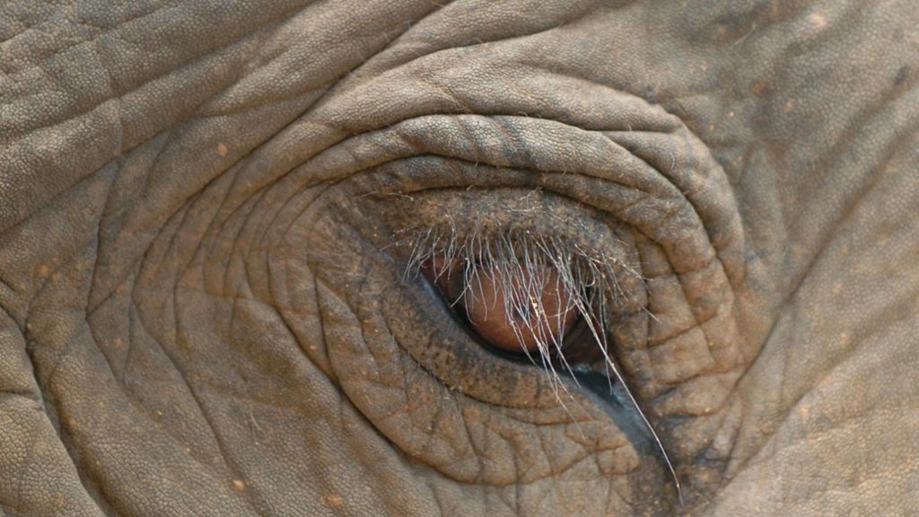 In Thailand: Urlaub unter Elefanten