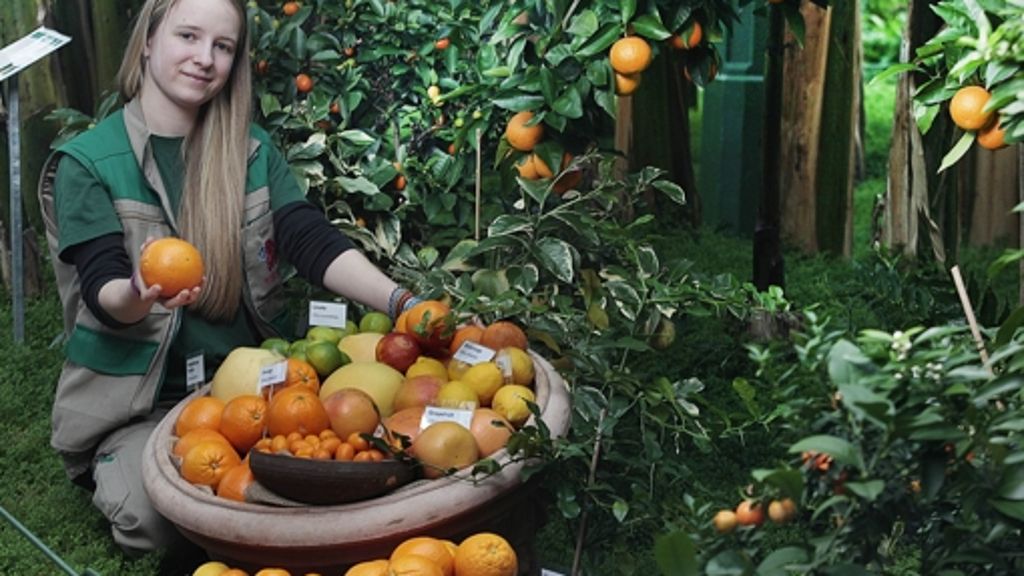 Ausstellung in Bad Cannstatt: Wilhelma zeigt Zitrusfrüchte