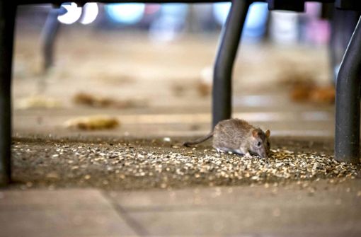 Eine Ratte ist auf der von Menschen viel besuchten Königstraße auf Nahrungssuche. Die Tiere kommen in der Innenstadt  den Menschen immer näher. Foto: Lichtgut/Julian Rettig
