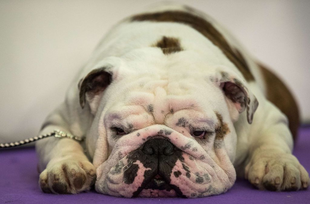 Auch andere Teilnehmer sind sichtlich erschöpft vom Frisier-Marathon, wie diese Bulldogge.