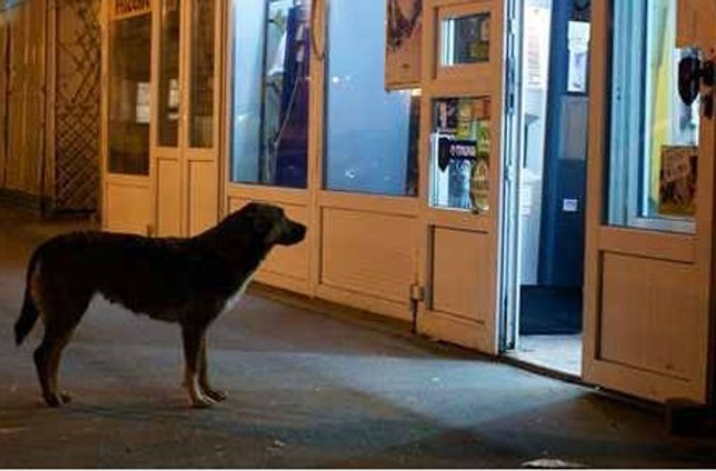 Zigtausend Hunde leben in Rumänien auf der Straße.