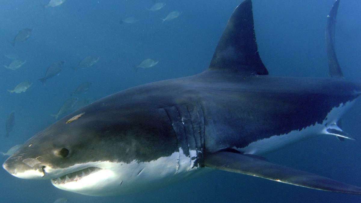Gefährliche Begegnung im Meer: Zahl der Haiangriffe ist gestiegen