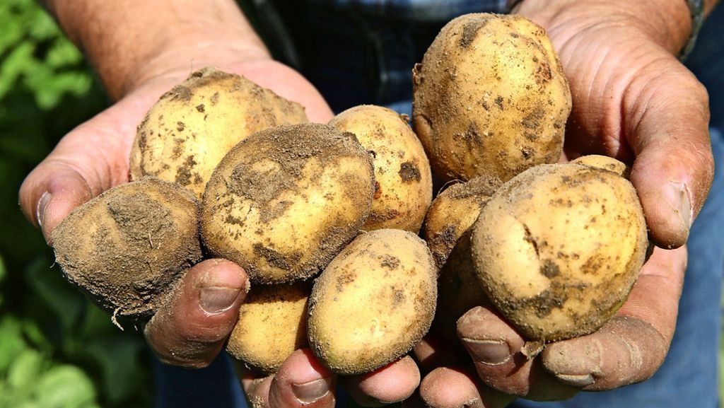 Landwirtschaft: Das Klima heizt den Kartoffeln zunehmend ein