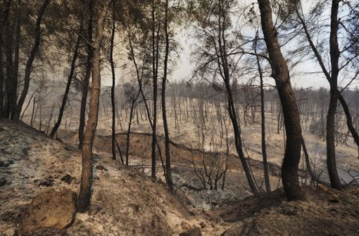 Waldbrände in Griechenland Foto: dpa/Thodoris Nikolaou