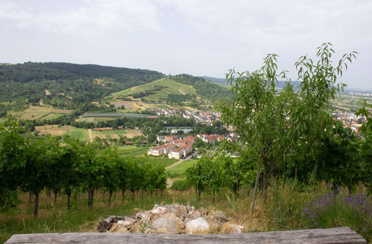 Blick vom Steinriegel, der Eidechsenheimat, auf Beutelsbach