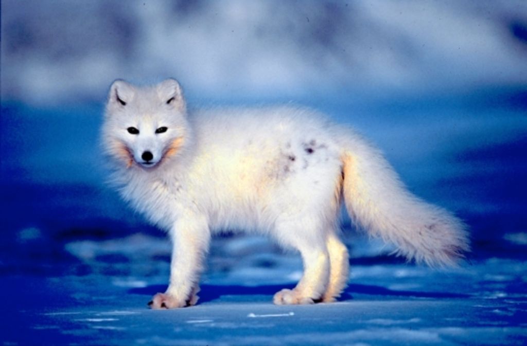 Ein Polarfuchs im Winterfell Foto: Hansen