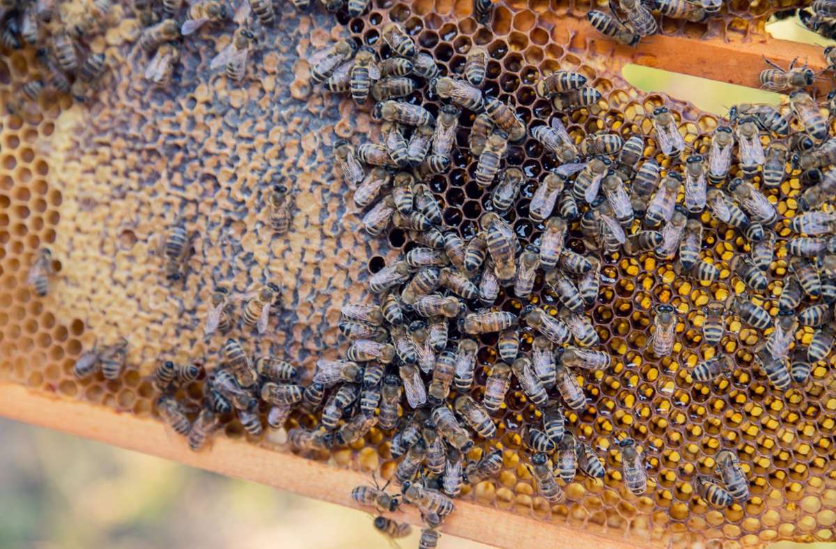 Seit 2002 sind Bienen in der Wilhelma unterwegs. Allerdings bekommt der zoologisch-botanische Garten jedes Jahr ein neues Volk, da die Wilhelma nicht die Möglichkeit hat, die Bienen zu überwintern.