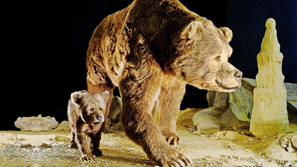 Archäologie: Der gefährliche Winterschlaf des Höhlenbären