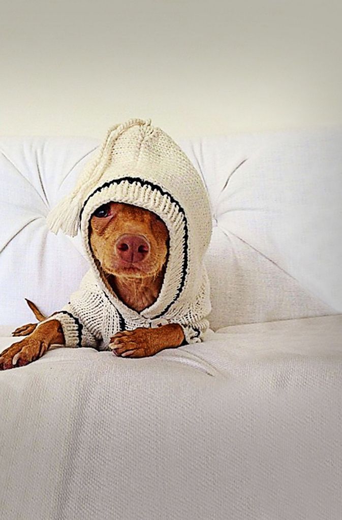 Im Miniatur-Schlafanzug wirbt Tuna für den Hundeausstatter „PetsPyjamas“.