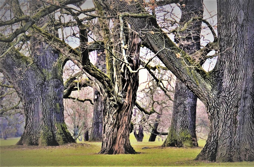 „Überlebensbäume“ nennt der Waiblinger Fotograf Jo Hinko seine Objekte. Ihn faszinieren alte Bäume, die trotz Schädigungen weiter leben.