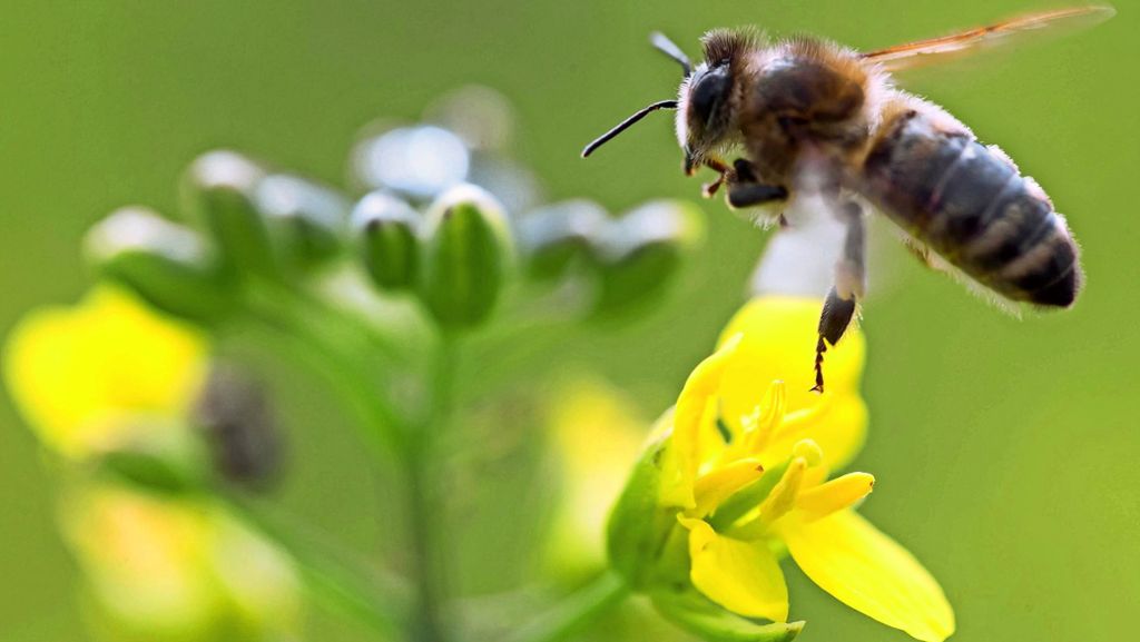 Gegen das Volksbegehren Pro Biene: Bauern halten an Pestiziden fest