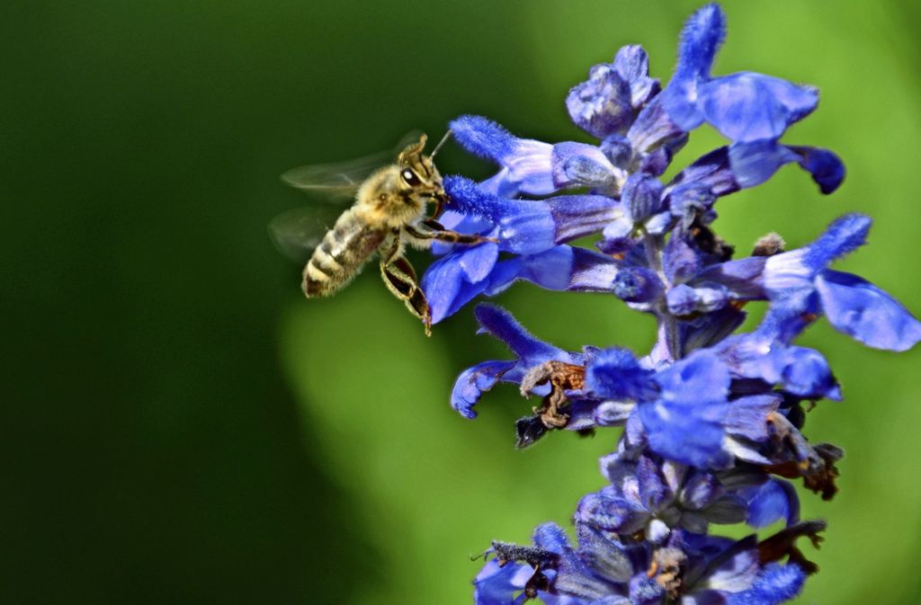 Pflanzen wie Salbei sehen nicht nur hübsch aus, sie sind für viele Bienen eine wichtige Nahrungsquelle. Foto: Sandra Hintermayr