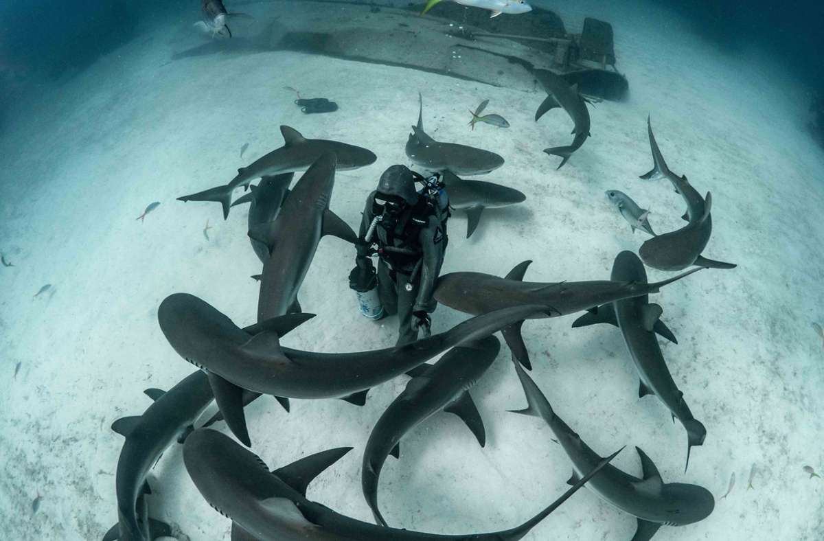 Auch an der Errichtung einer Schutzzone für Haie um die Bahamas war Zenato beteiligt.
