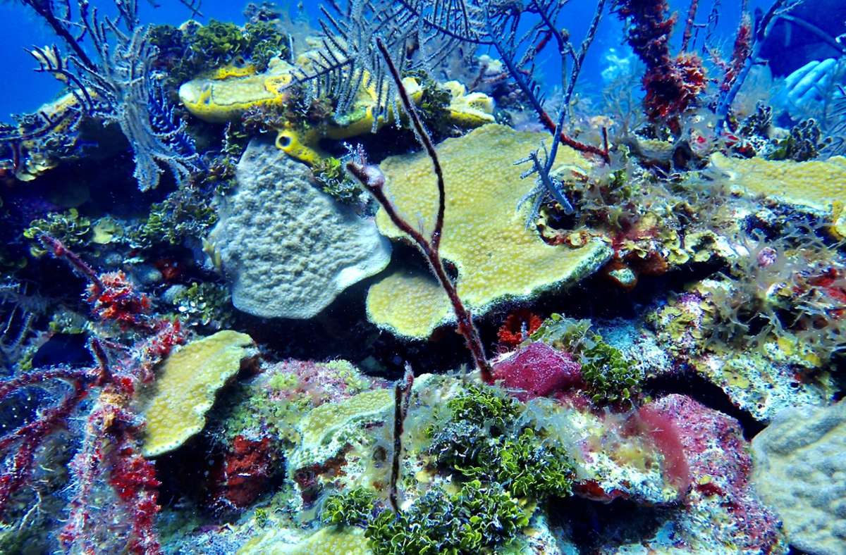 Zur bunten Unterwasserwelt gehört auch die „Bergige Sternkoralle“.