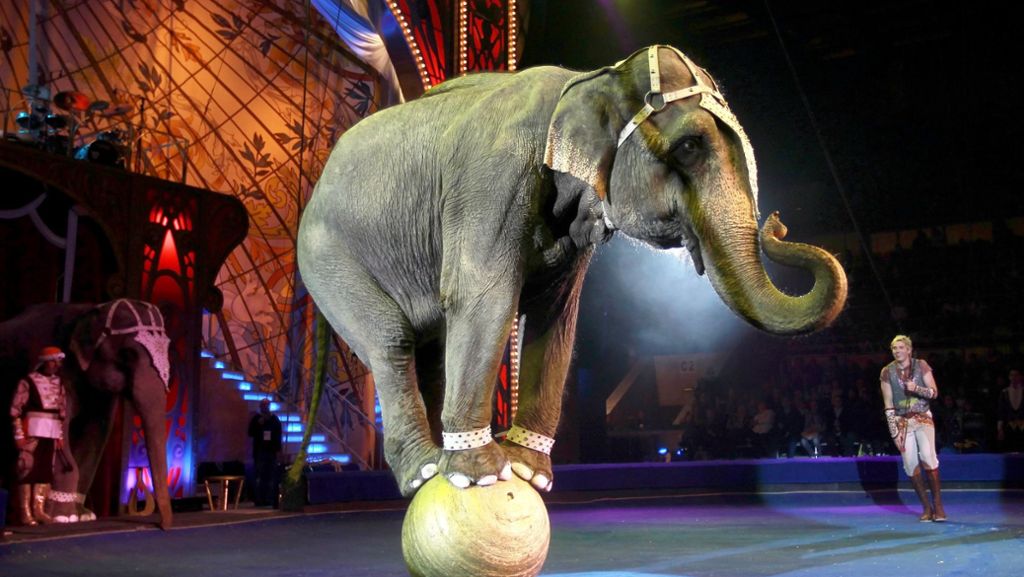Göppingen will keine Wildtiere mehr im Zirkus: Die Zeit ist reif  für einen Abschied