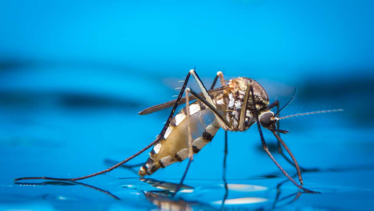 Wie lange leben Mücken? (Lebensdauer)