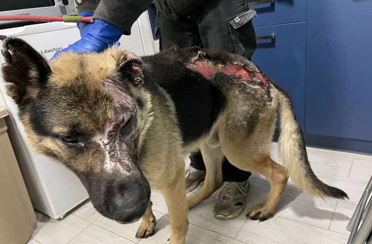 Schäferhund Crater wurde durch eine Mine verletzt. Er wurde von ukrainischen Soldaten gerettet und noch vor Ort von einem Humanmediziner notversorgt. Einer der Soldaten will ihn adoptieren, sobald das möglich ist.