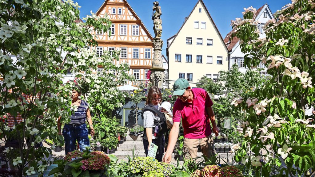 Altstadtgarten in Leonberg: Ein Marktplatz, der aufblüht