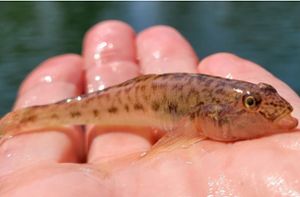 Neue Fischart im Oberrhein nachgewiesen