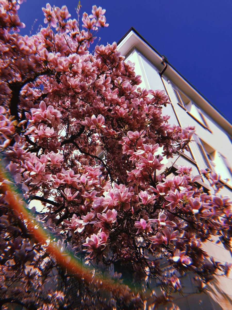 Was im Frühling nicht fehlen darf: Ihr dürft es nicht versäumen, die herrlich blühenden Magnolienbäume zu bewundern, zum Beispiel am Schwabtunnel.