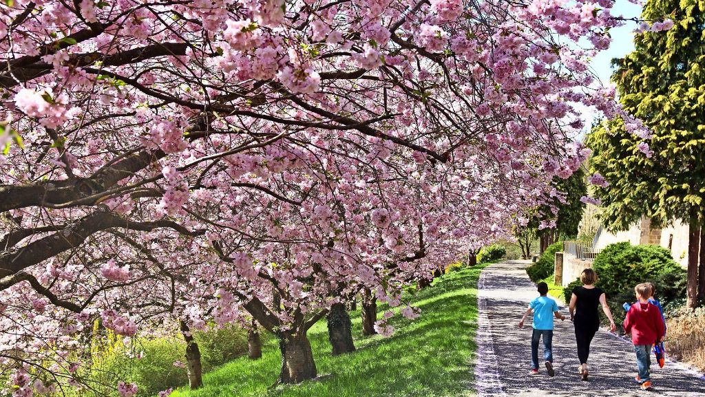 Leonberg: Die Kirschblüte am Pomeranzengarten fällt kleiner aus