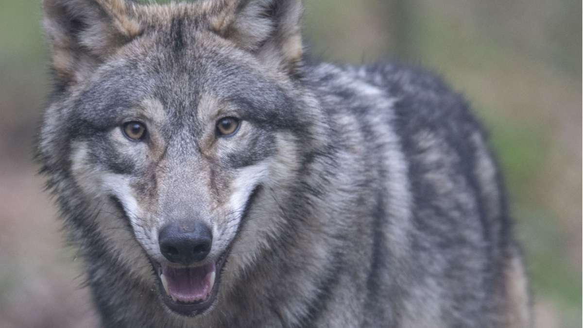 Wölfe in Deutschland: Deutlich mehr Wolfsrudel in Deutschland