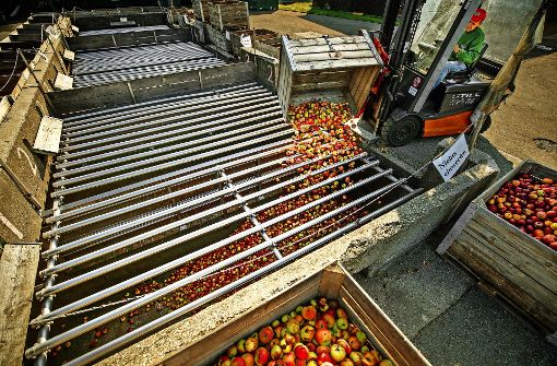 Die Abladestation der Bittenfelder Fruchtsäfte  in Waiblingen kann noch einige Äpfel aufnehmen. Foto: Gottfried Stoppel